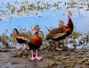 Black-Bellied-Whistling-Duck-cl-signature-web.jpg