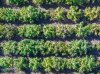 Hemp photo final-21.jpg