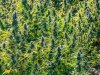 Hemp photo final-28.jpg