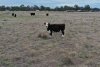 Cattle.JPG