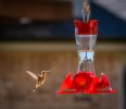 Female Black-Chinned Hummingbird.jpg