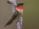 Ruby Throated Male.jpg