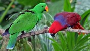 Eclectus_roratus-20030511.jpg