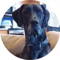 Big Dog